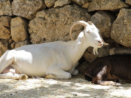מוזיאון עין יעל